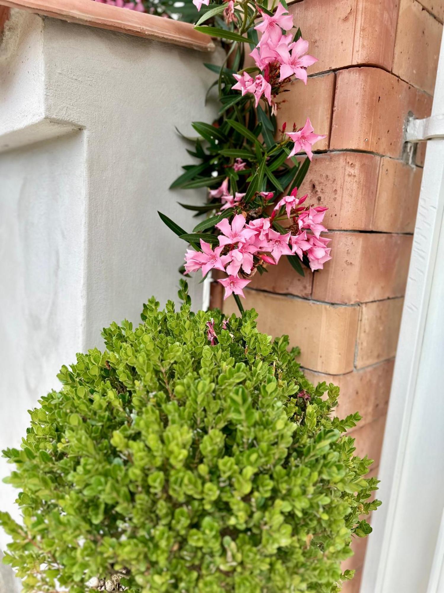 Invilla Bed&Breakfast - Quality Rooms Santa Maria di Castellabate Exterior foto